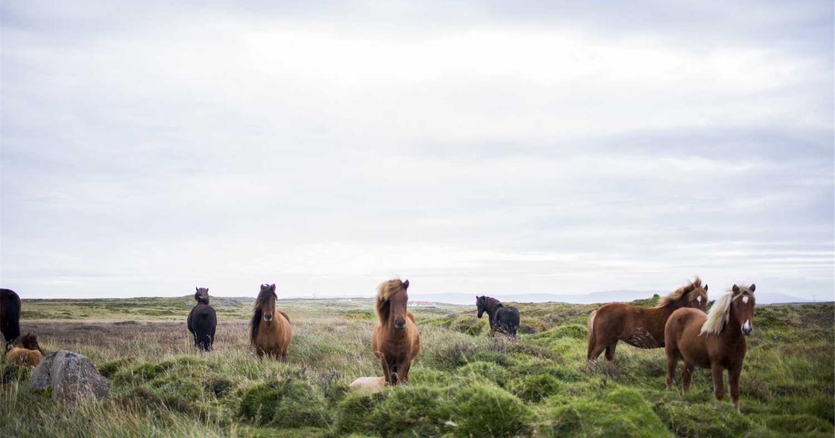 What is 1Flow (YC W22)? - Company Overview & Details