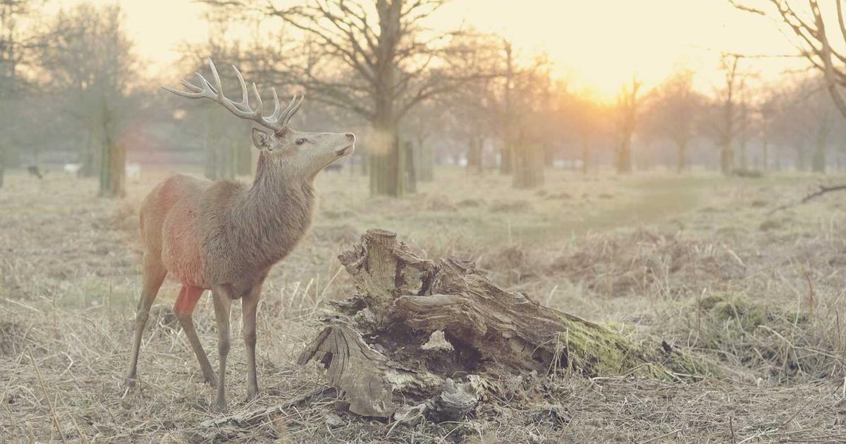 What is Anja Health? - Company Overview & Details