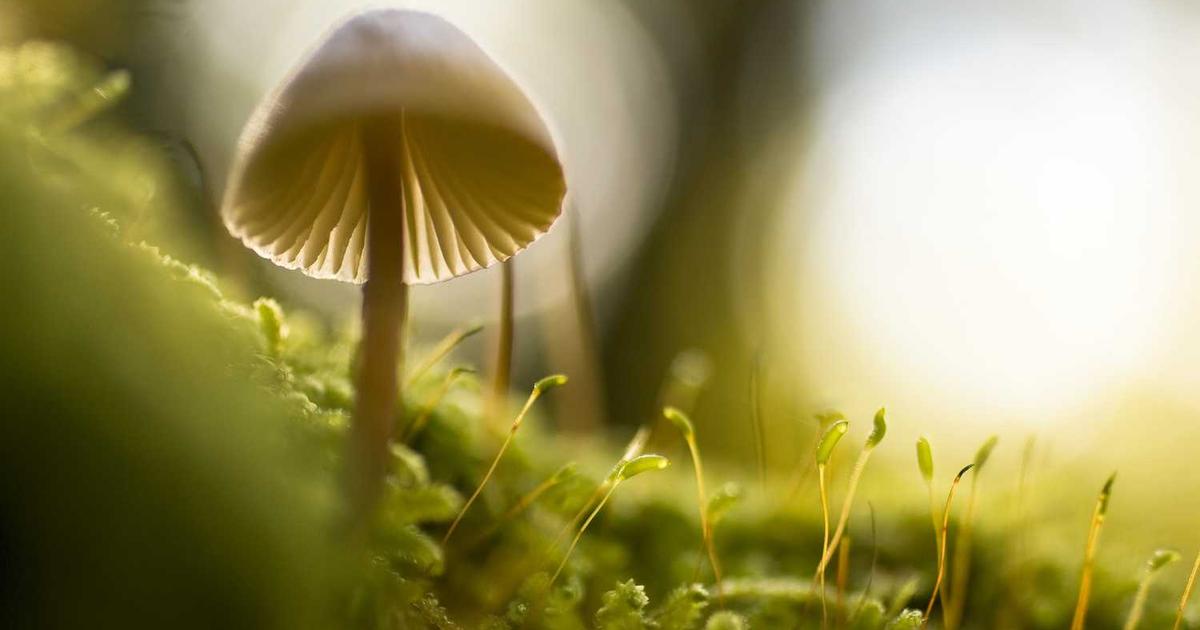 What is Basedash? - Company Overview & Details