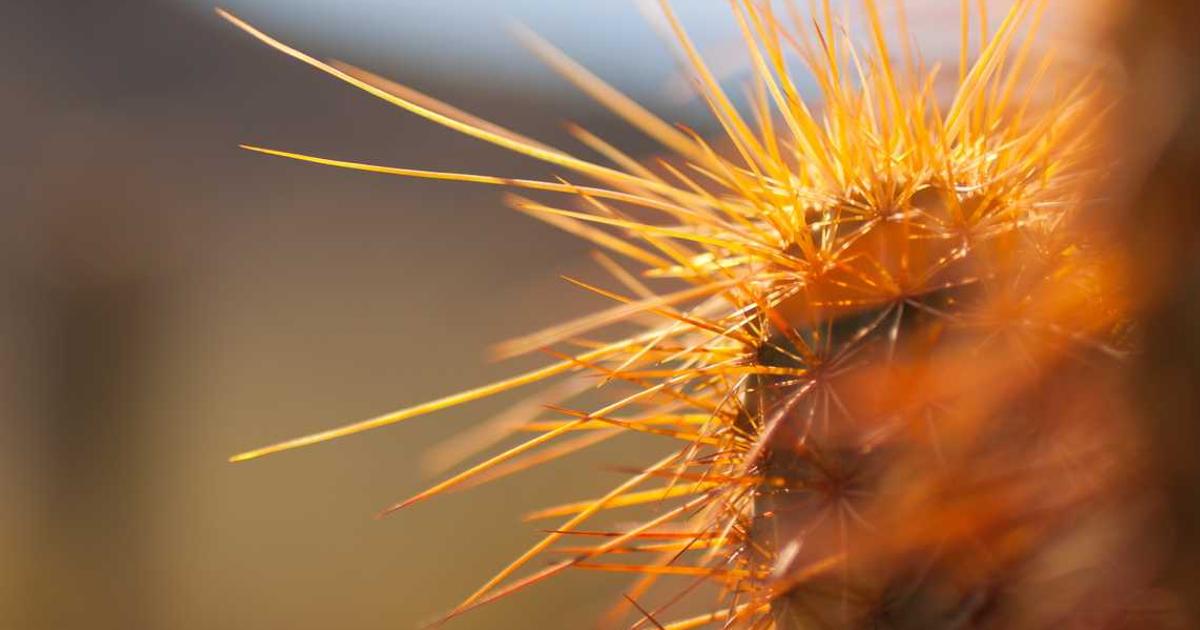 What is Bluelight? - Company Overview & Details