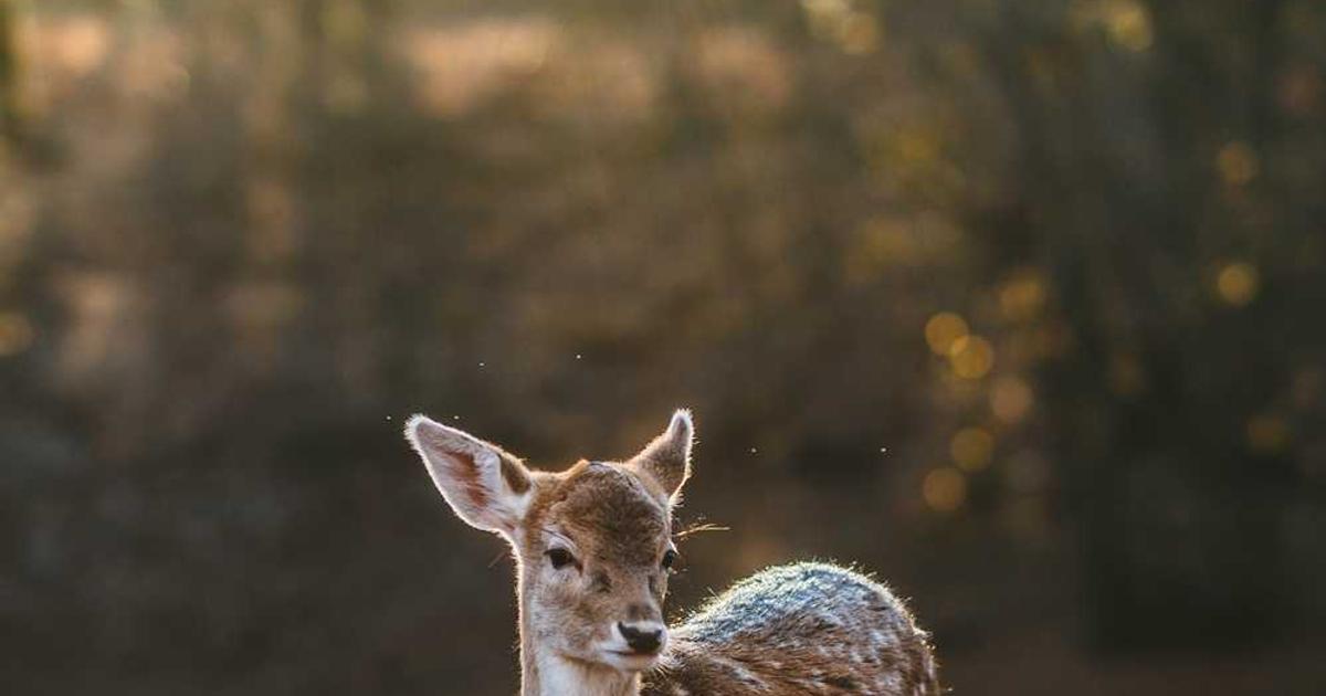 What is Clover? Company Overview & Details