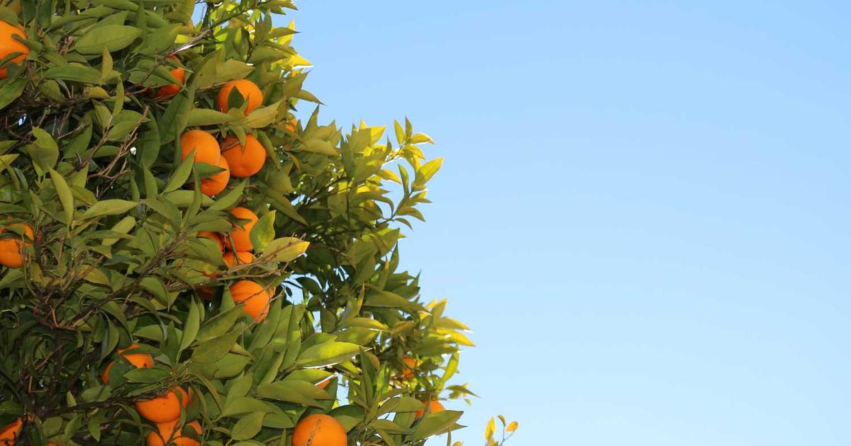 What is Daedalus? - Company Overview & Details