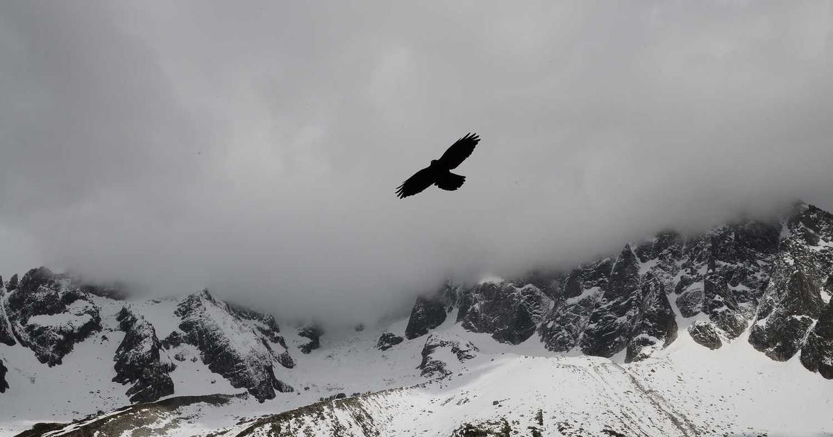 What is Foster? - Company Overview & Details