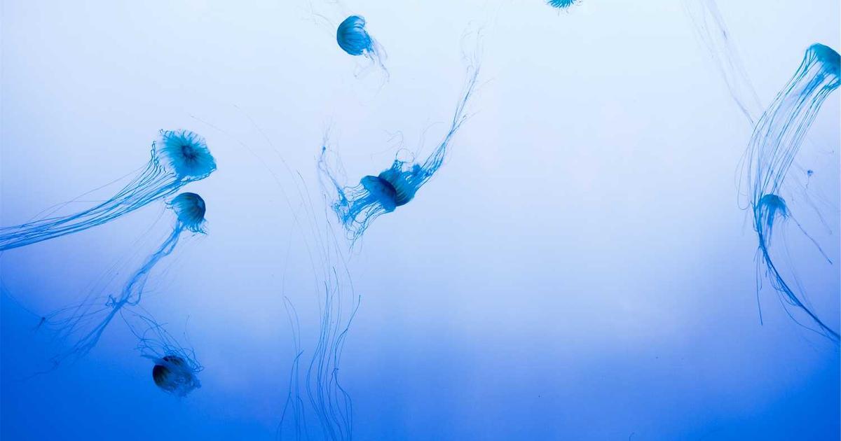 What is Kiwi? - Company Overview & Details