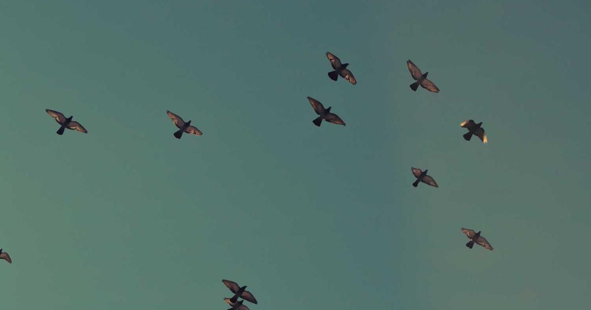 What is Known Medicine? - Company Overview & Details