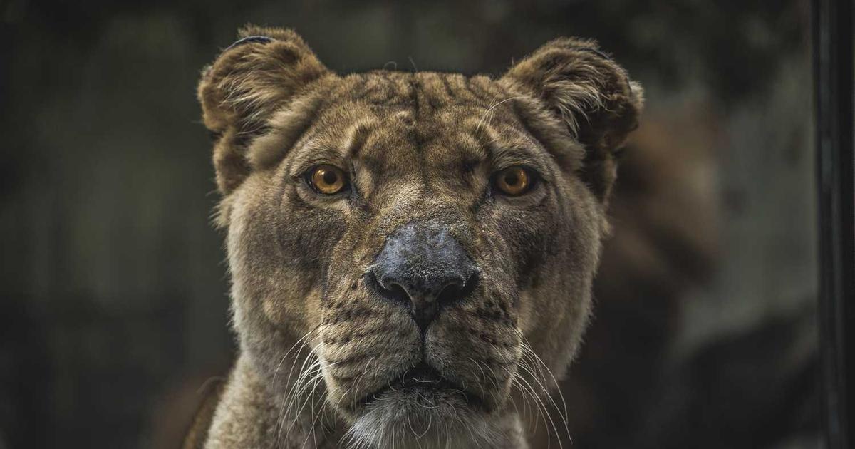 What is Lendflow? - Company Overview & Details