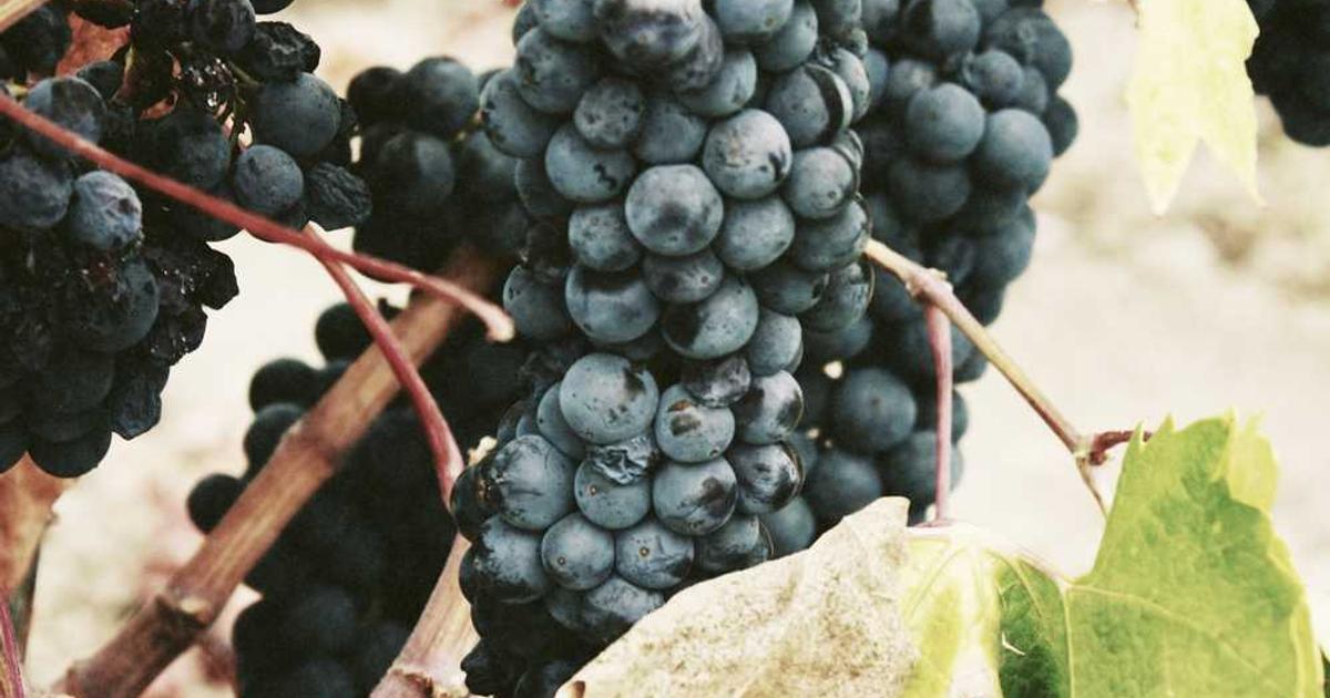 What is Milk Video? - Company Overview & Details