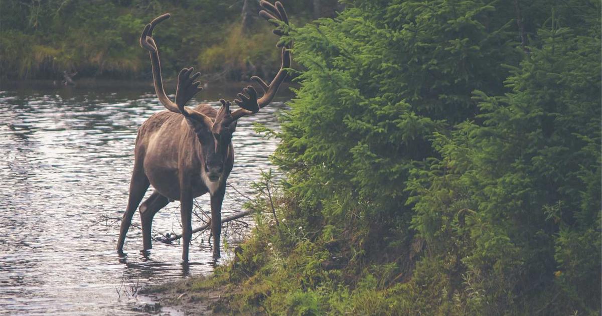 What is NALA? - Company Overview & Details