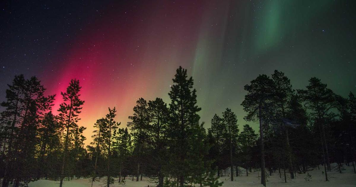 What is Nestybox? - Company Overview & Details