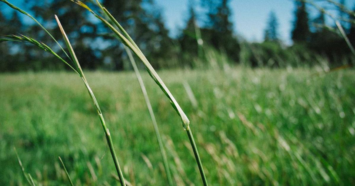 What is PANDAN? - Company Overview & Details