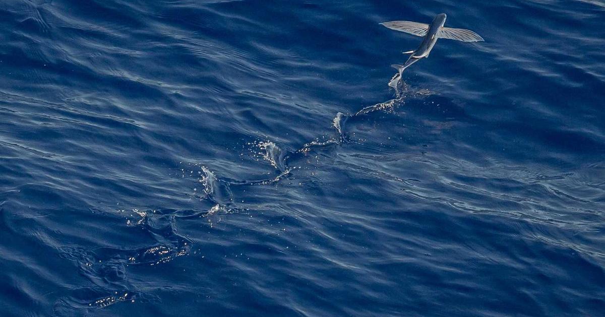 What is Pierre? - Company Overview & Details