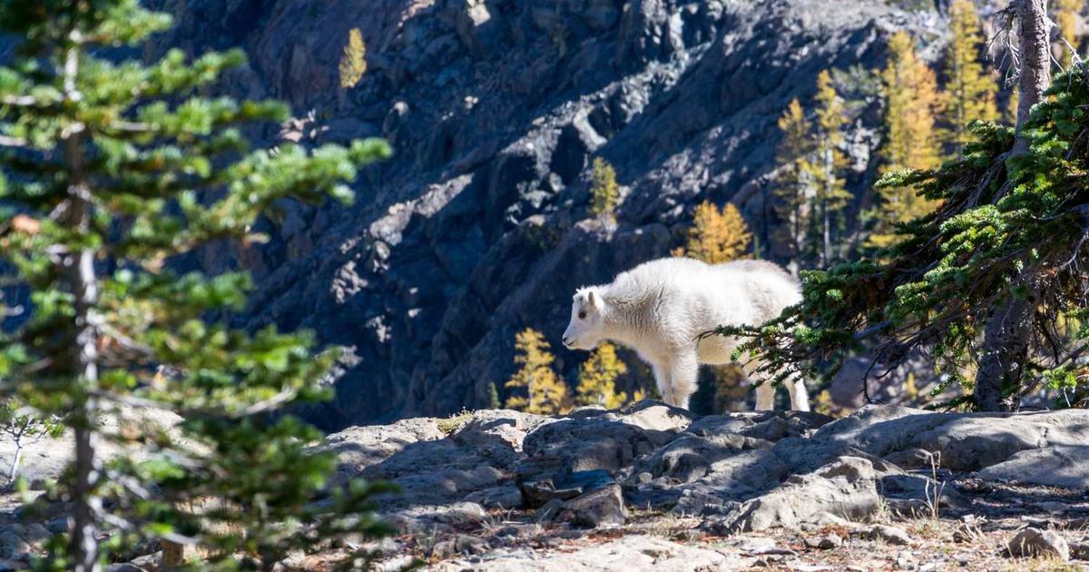 What is Postscript? - Company Overview & Details