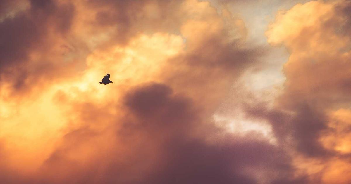 What is Rose Rocket? - Company Overview & Details