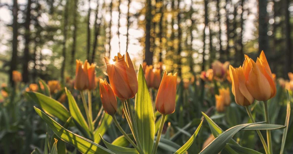 What is Sakneen? Company Overview & Insights