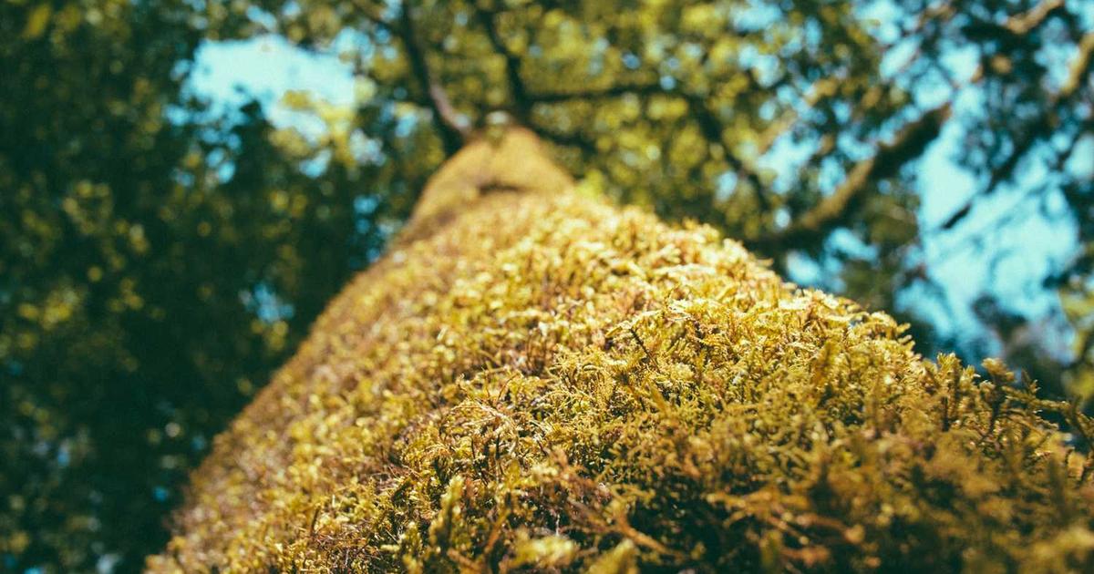 What is TagMango? Company Overview & Details