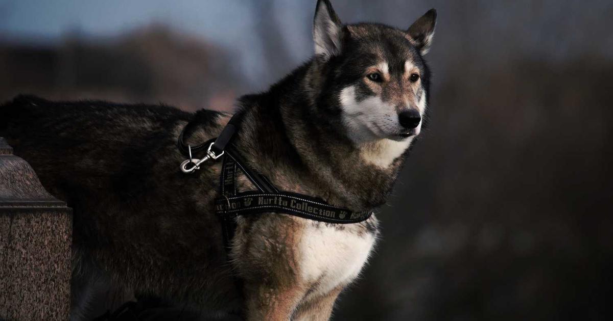 What is The Verge? - Company Overview & Details