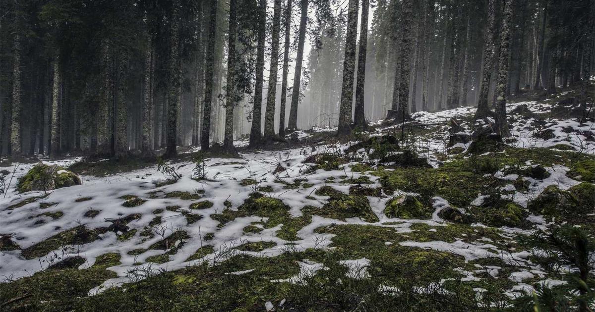 What is Wakie? - Company Overview & Details