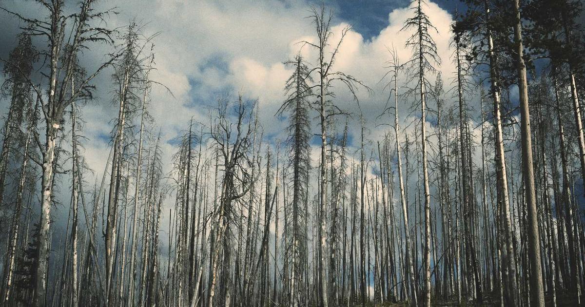 Mastering ANVISA’s Vigilance Requirements: How to Navigate Brazil’s Complex Medical Device Regulations